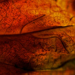 Kenneth A. Huff; <em>Fallen forms, found</em>; 2006; photography.