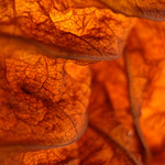 Kenneth A. Huff; <em>Fallen forms, found</em>; 2006; photography.